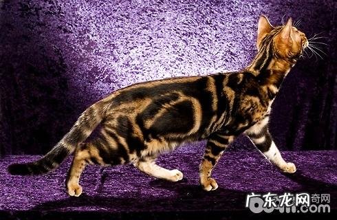 孟加拉豹猫你不知道的这些事?