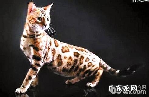 孟加拉豹猫你不知道的这些事?