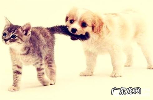 猫和狗究竟哪个更聪明?