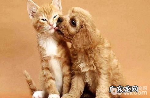 猫和狗究竟哪个更聪明?