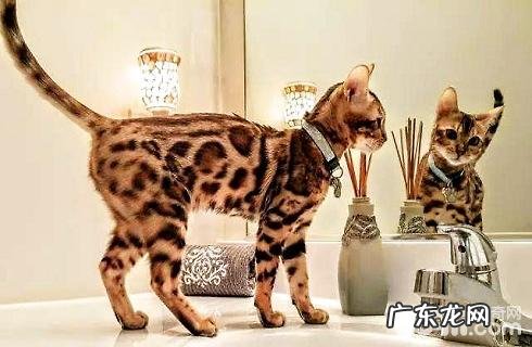 野生豹猫能在家里养吗?