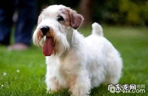 短脚长身梗好养吗？短脚长身梗养殖办法