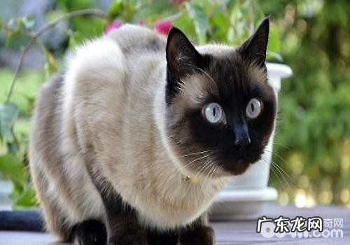 猫咪不乖怎么办?让猫听话的几种办法