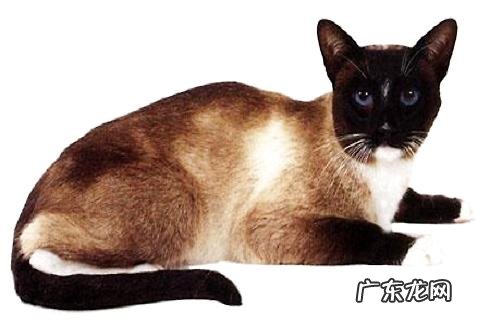 雪鞋猫好养吗?雪鞋猫养殖