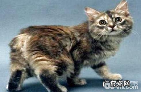 马恩岛猫多少钱?马恩岛猫价格盘点