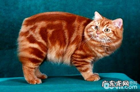 马恩岛猫多少钱?马恩岛猫价格盘点