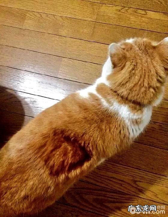 冬季猫咪怎样养?猫咪烤糊了怎样办?