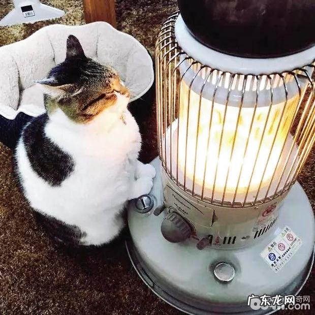 冬季猫咪怎样养?猫咪烤糊了怎样办?