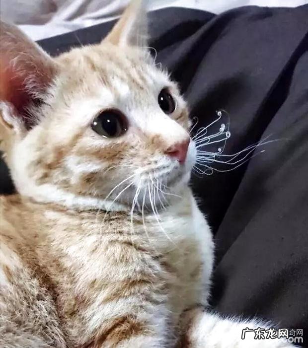 冬季猫咪怎样养?猫咪烤糊了怎样办?