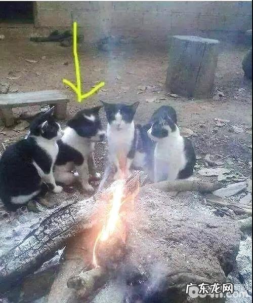 冬季猫咪怎样养?猫咪烤糊了怎样办?
