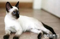 为什么养暹罗猫的人少？暹罗猫缺陷