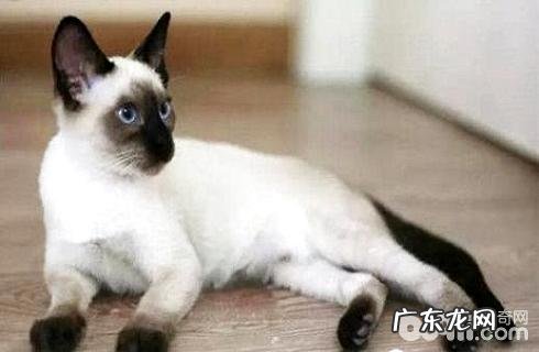为什么养暹罗猫的人少?暹罗猫缺陷