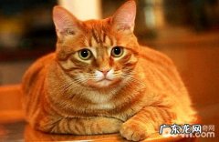 怎样帮猫达到？猫咪达到办法