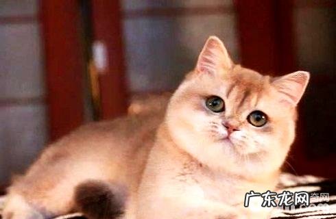 金渐层猫一般多少钱?金渐层猫价格盘点