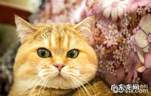 金渐层猫一般多少钱?金渐层猫价格盘点