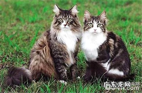 缅因猫多少钱一只?缅因猫价格盘点