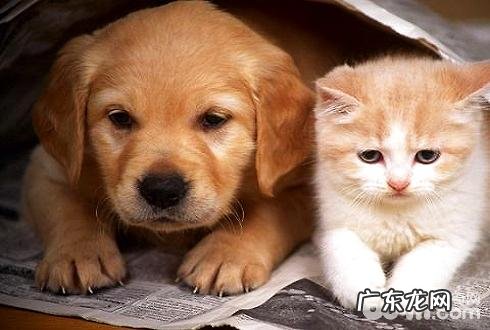 猫狗一同养要注意什么?猫狗一同养的注意事项