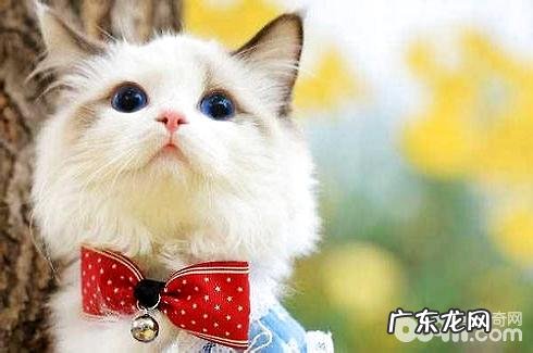 养猫的优点和害处