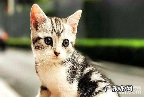 最适合家养的猫排名,有你想养的猫吗?