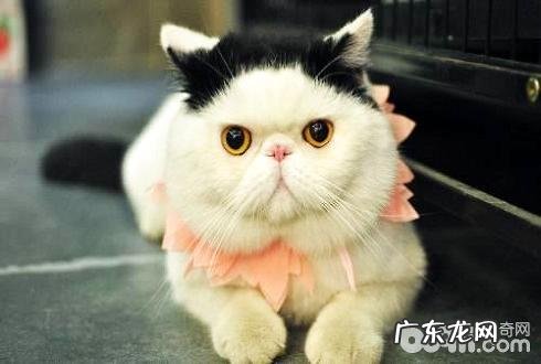 最适合家养的猫排名,有你想养的猫吗?