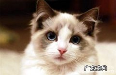 最适合家养的猫排名，有你想养的猫吗？