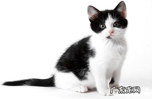 奶牛猫是什么种类?奶牛猫好养吗?