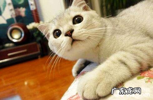 主人的工作和猫咪性情有关?