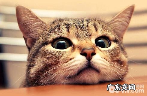 主人的工作和猫咪性情有关?