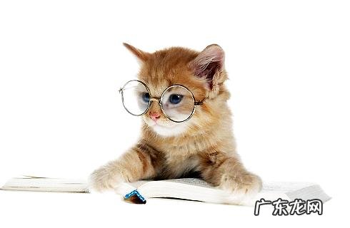 主人的工作和猫咪性情有关?