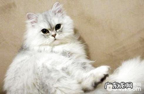 金吉拉为什么养的人少?金吉拉缺陷介绍