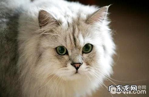 金吉拉为什么养的人少?金吉拉缺陷介绍