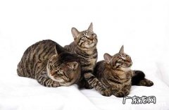 怎样差异狸花猫和虎斑猫？狸花猫和虎斑猫的差异