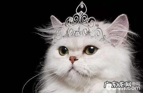 波斯猫什么价格？