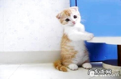 曼基康猫怎样养？曼基康猫养殖技巧