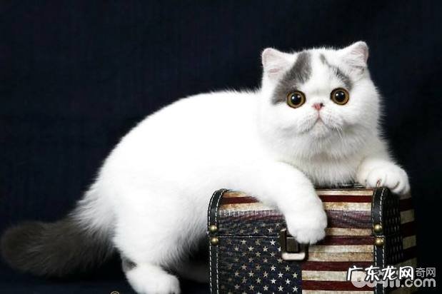 异国短毛猫 加菲猫什么价格?