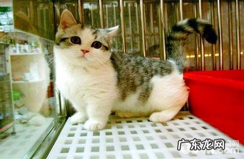 短脚猫多少钱一只?短脚猫价格盘点