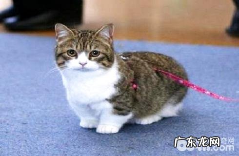 短脚猫多少钱一只?短脚猫价格盘点