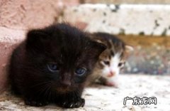 收养漂泊猫要怎样处理