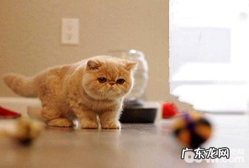 包子脸猫有哪些种类?包子脸猫种类介绍