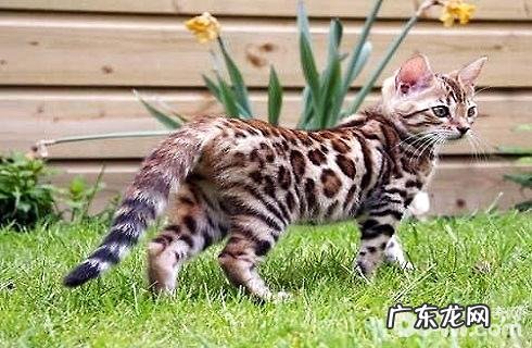 加州闪亮猫价格多少?加州闪亮猫介绍