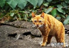 养猫要提前预备什么？养猫要预备的东西