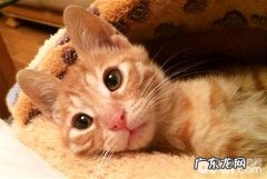 猫的尾巴有什么效果？猫咪尾巴效果