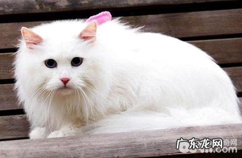 山东狮子猫掉毛怎么办?山东狮子猫掉毛原因有哪些?