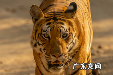 淘宝售假后可以开直通车吗?需要什么条件才能开?