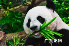 淘宝直通车不能开什么产品？有哪些技巧？