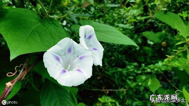 蛇退草的功效与作用是什么?