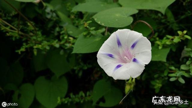 蛇退草的功效与作用是什么?