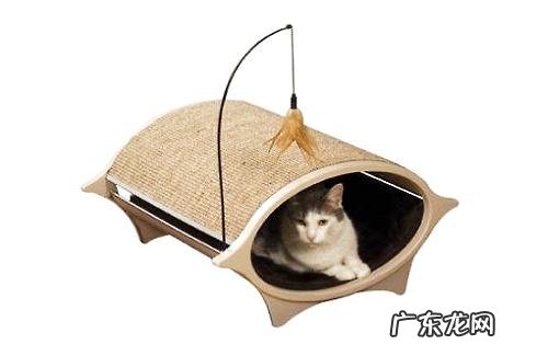 猫不睡猫窝怎么办?猫不睡猫窝的原因有哪些?