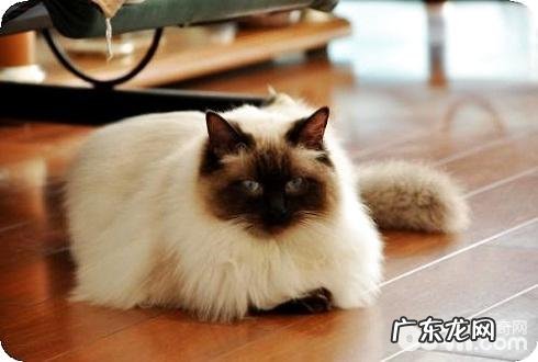 布偶猫要点色好吗？布偶猫要点色具体介绍？