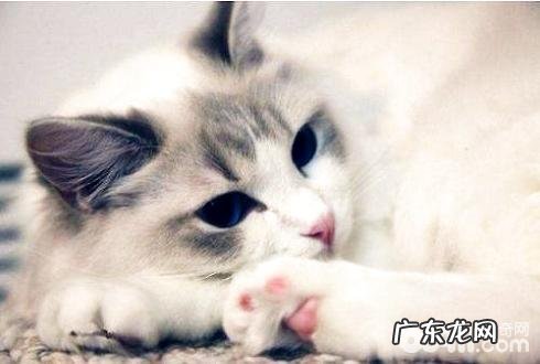 仙女猫多少钱一只?仙女猫价格盘点